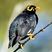 Common Hill Myna